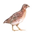 Watercolor quail bird animal