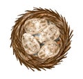 Watercolor quail eggs in nest. Hand drawn illustration with eggs and branches isolated on white background. Healthy protein food