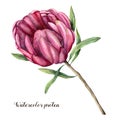 Watercolor queen protea. Hand painted pink flower with leaves and branch isolated on white background. Nature botanical