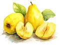 Watercolor Quince Isolated, Aquarelle Yellow Fruit with Flowers, Creative Watercolor Quince on White