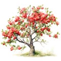 Watercolor - quince tree on a white background