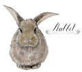 Watercolor rabbit. Cute realistic illustration for kids design, easter design or prints