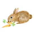 Watercolor rabbit illustration cute funny bunny with carrot isolated on white background, card for Easter Royalty Free Stock Photo