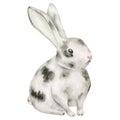 Watercolor rabbit illustration. Hand drawn cute baby bunny isolated on white background. Little spotty gray hare animal Royalty Free Stock Photo