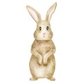 Watercolor rabbit illustration. Hand painted cute brown bunny isolated on white background. Little baby hare standing