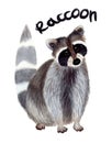 Watercolor raccoon Royalty Free Stock Photo