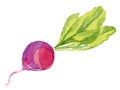 Watercolor radish