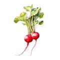 Watercolor radish isolated. Illustration AI Generative