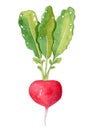 Watercolor radish isolated on white background. Hand drawn vegetable illustration for menu design, recipes