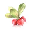 Watercolor radishes on white background