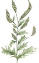 Watercolor ragweed floral illustration, wildflower clipart, meadow floral clip art Royalty Free Stock Photo