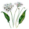 Watercolor Ramson Composition Royalty Free Stock Photo