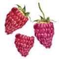 Watercolor raspberries. Hand drawn artistic illustration on white background. For design, textile and background. Realistic