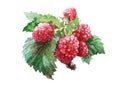 Watercolor raspberry food isolated
