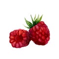 Watercolor raspberry isolated Royalty Free Stock Photo