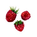 Watercolor raspberry isolated Royalty Free Stock Photo