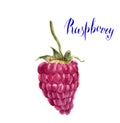 Watercolor raspberry with lettering Raspberry. Hand drawn arti