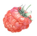 Watercolor raspberry vintage botanical illustration