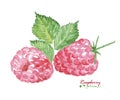 Watercolor Raspberry on white background. Royalty Free Stock Photo