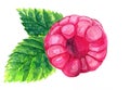 Watercolor raspberry on the white background Royalty Free Stock Photo