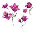 Watercolor raster bougainvillea flowers Royalty Free Stock Photo