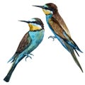 Watercolor raster european bee-eater bird