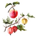 Watercolor raster illustration of apricot and gooseberry.