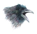 Watercolor raven crow bird isolated