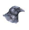 Watercolor raven crow bird isolated