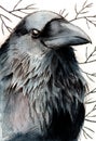 Watercolor raven with some tree branches