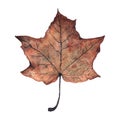 Watercolor realistic autumn maple leaf isolated on white background. Royalty Free Stock Photo