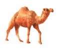 Watercolor realistic camel desert animal isolated