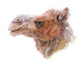 Watercolor realistic camel desert animal Royalty Free Stock Photo