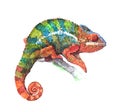 Watercolor realistic chameleon animal