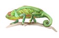 Watercolor realistic chameleon animal isolated