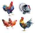 Watercolor realistic chicken, cock, rooster and turkey birds isolated