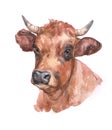 Watercolor realistic cow animal