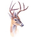 Watercolor realistic deer forest animal isolated