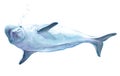 Watercolor realistic dolphin animal isolated
