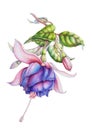 Watercolor realistic drawing of a fuchsia flower and bud.