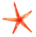 Watercolor realistic drawing of a starfish in red orange bright colors isolated on a white background for design Royalty Free Stock Photo