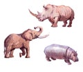 Watercolor realistic elephant, hippopotamus, rhinoceros tropical animal