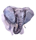 Watercolor realistic elephant tropical animal isolated