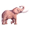 Watercolor realistic elephant tropical animal