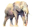Watercolor realistic elephant tropical animal isolated on a white background.