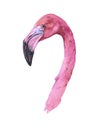 Watercolor realistic flamingo bird tropical animal isolated