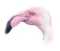 Watercolor realistic flamingo bird tropical animal