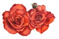 Watercolor realistic flowers Roses.