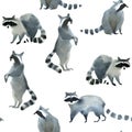 Watercolor realistic forest animal sketch. Seamles pattern about many of raccoons Royalty Free Stock Photo