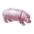 Watercolor realistic hippopotamus tropical animal isolated